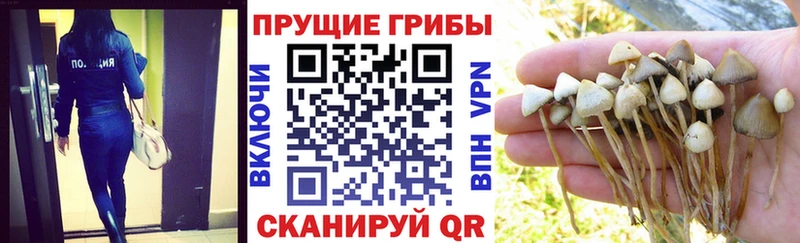 KRAKEN онион  Магадан  даркнет формула  Псилоцибиновые грибы GOLDEN TEACHER 